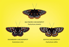 Butterfly Checkerspot Set Vector Illustration