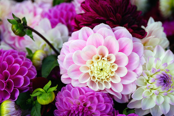 Wall Mural - Bright bunches of colorful pompom dahlia flowers at the market