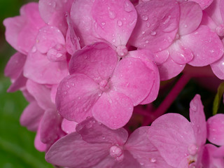 Close up Hydrangea flower