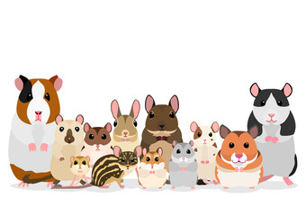 group of pet rodents