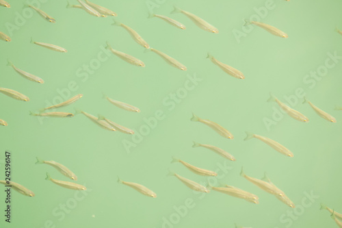 Fotografie, Obraz Photo Picture Image of many fishes pisces, fishes bacground