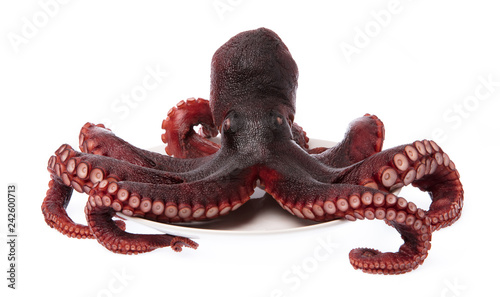 Cuadros en Lienzo Octopus vulgaris on plate isolated from white background.