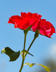 rose flowers on a blue background
