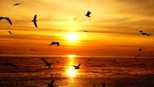 HD 1080p Super Slow Seagulls Fly Beautiful Full Sunset Sunlight Sky Beach Background Travel Tourist.