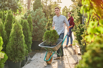 Guy gardener rolls a cart with seedlings in pots along the garden path in the wonderful nursery-garden on a warm sunny day