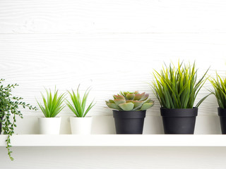 Wall Mural - Pots with succulents on table