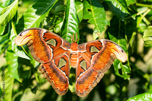 Fotografía Atlas Moth, the largest species of its kinds with open wings position is perching on a green leaf of a tree in the garden with background blurred