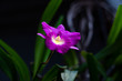 Orchid on selective focus with background blurred. The fragile ornament plant sometimes yields a solitary pinkish purple flower during the rainy season.