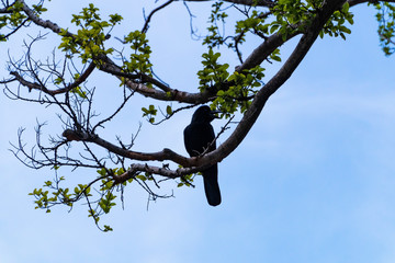 silhouette of a black crow that sits on a large branch of a big tree with green leaves and blue sky 