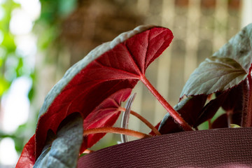 Begonia leaf with its striking maroon color. The pot plant is hanging at the rear of the home garden with background blurred and bokeh.