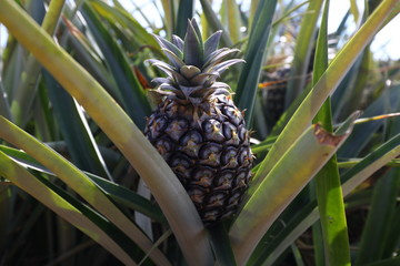 fresh pineapple