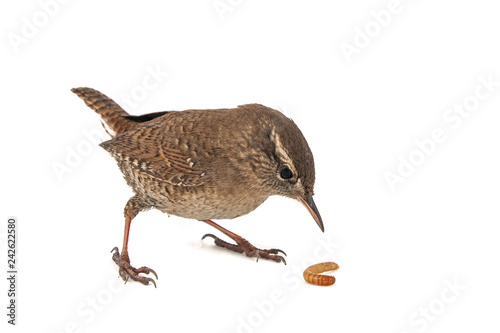 Fotografie, Obraz Eurasian Wren, Troglodytes troglodytes, isolated on white background