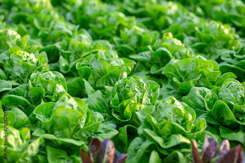 Fotomural Fresh Butterhead lettuce leaves, Salads vegetable hydroponics farm