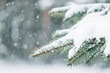 © kseniaso - Christmas evergreen spruce with fresh snow against a background of snow in bokeh. Beautiful winter season background.