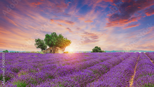 Obraz w ramie Lavender field - Valensole, France