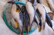 Puffer fish or blowfish sell in fish market. globefish. fugu.