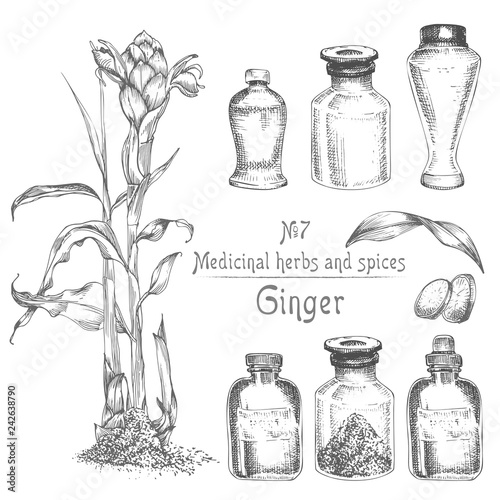 Set Hand Drawn Of Ginger Roots Lives And Flowers In Black Color Isolated On White Bottle Mortar Pestle Retro Vintage Graphic Design Botanical Sketch Drawing Engraving Style Buy This Stock Vector