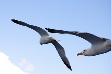 seagull in flight