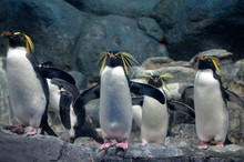 A Group Of Northern Rockhopper Penguin With A Menacing Gaze And Spread Wings Standing On The Rocks And Looking Forward.
