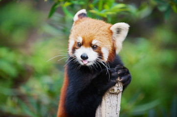 Red panda (Ailurus fulgens) in a zoo in the Ocean park in Hong Kong, China.