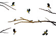 titmouse birds on the tree branch isolated on the white,