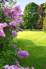 Wall Mural - lilac tree against sunny, spring park landscape