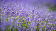 Lavender Flowers Photographed In England With A Spiders Web In The Center