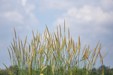 Wall Mural - Pennisetum flower with blue sky background.