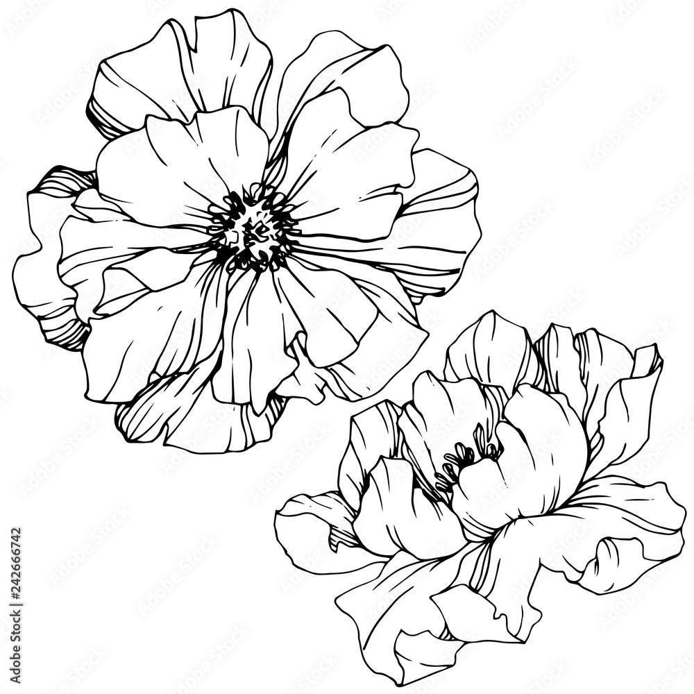 Vector Peony floral botanical flower. Black and white engraved ink art ...