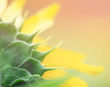 Close up back of sepal  sunflower on blurred background for create fortune greeting card , happiness concept