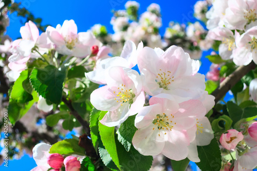 Plakat kwiat jabłoni   kwiat-galaz-jabloni-makro-zblizenie