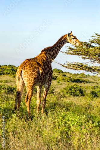 Fotografie, Obraz Isolated giraffe eating on a spruce in the savannah of Nairobi park in Kenya in