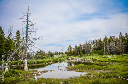 Fotografie, Obraz Marsh and swamp in rural Wyoming, near the ghost town of Miners Delight
