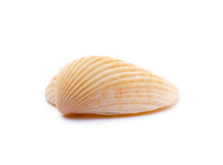 Sticker - Exotic sea shells isolated on white background