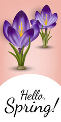 Wall Mural - Vector realistic spring flower crocus. Use for postcards, banners, backgrounds. Gradient mesh tool.