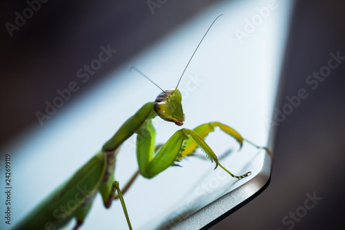 Fotografie, Obraz Green mantis sitting on a shiny metallic laptop screen