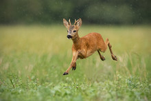 Young Roe Deer, Capreolus Capreolus, Buck Running Fast In The Summer Rain. Dynamic Image Of Wild Animal Jumping In The Air Between Water Drops. Wildlife Scenery From Nature In Summer.