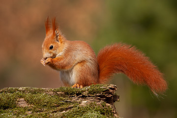 Wall Mural - eurasian red squirrel, sciurus vulgaris, in autmn forest in warm light. wildlife scenery with vivid 