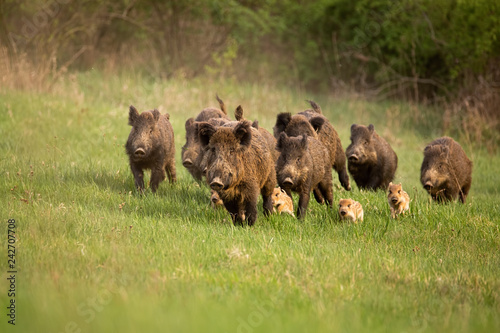 Cuadros en Lienzo Group of wild boars, sus scrofa, running in spring nature