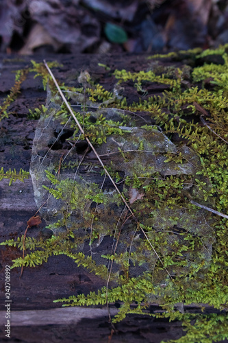 Valokuva Leaf skeleton on wooden mossy log, close-up