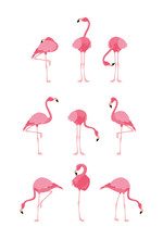 Beautiful Flamingos Birds Flock Standing