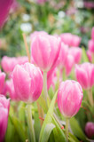 Fototapeta Tulipany - pink tulip flowers garden , tulip blooming blossom in the garden