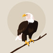 bald eagle bird in the branch