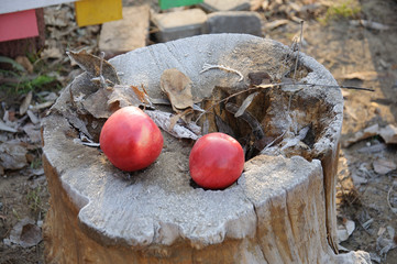 apples in the snow