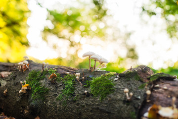 Close up small mushrooms on the fall tree with moss in autumnal forest in back sunset light. Seasonal nature details. Selective focus. copy space.