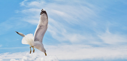 soaring white Seagull, close-up in clear sky on summer day. Seagull flight.