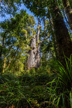 Te Matua Ngahere, Which Means "Father Of The Forest", Is The Second Largest Living Kauri Tree In Waipoua Kauri Forest,  New Zealand.