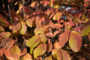 Wall Mural - Parrotia persica