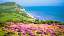 English Holiday Hilly Countryside With Purple Flowers By English Channel / Sea. Golden Cap On Jurassic Coast In Dorset, UK. Photo With Selective Focus.