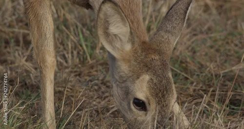 Papel de parede roe deer on a meadow with common cranes